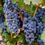 Temecula Valley Wine Region