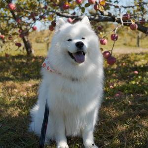 Udon's treat fund