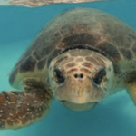Loggerhead Marinelife Center