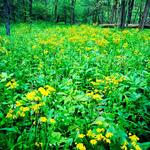 Wildflower Reserve Interpretive Center