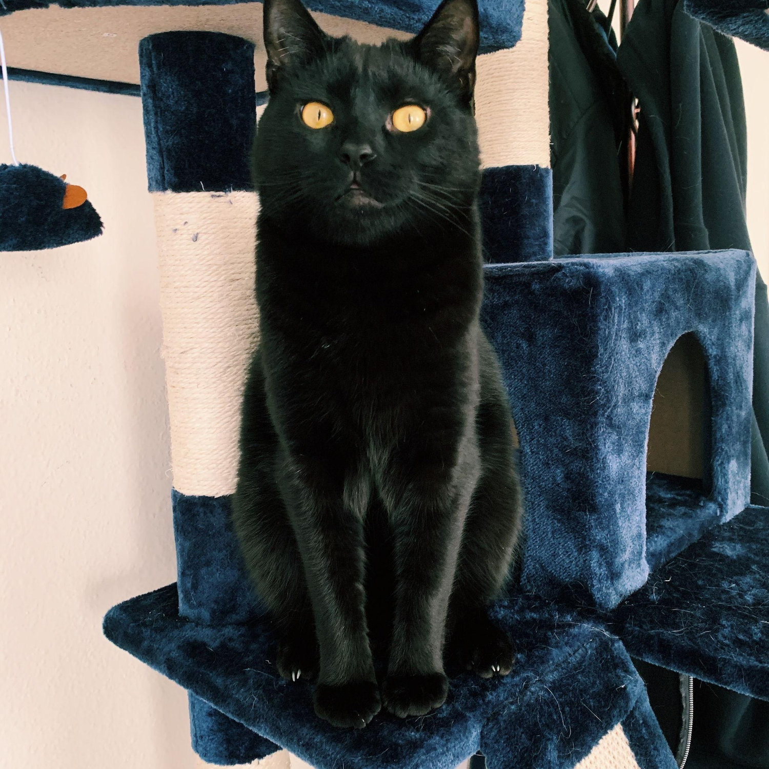Meet Theo, our first fur baby!