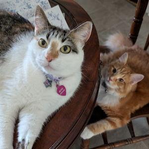Treats for Cupcake and Balrog