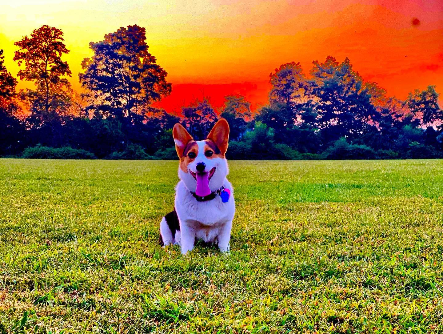 🐶💗Willow💗🐶