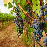Visit the Marques Villa de Leyva Vineyard