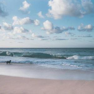 Honeymoon Beach Fund (We're bringing Bonnie and JoJo)