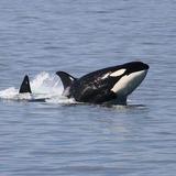 Whale Watching Tour