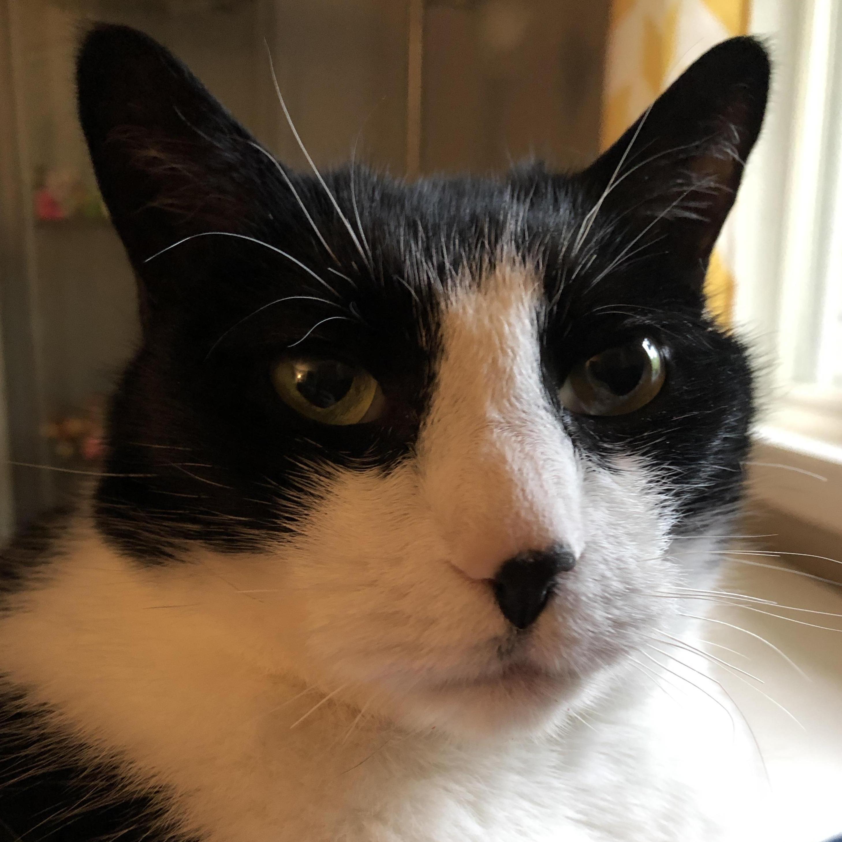 Terry will be at home, quietly snoozing.
