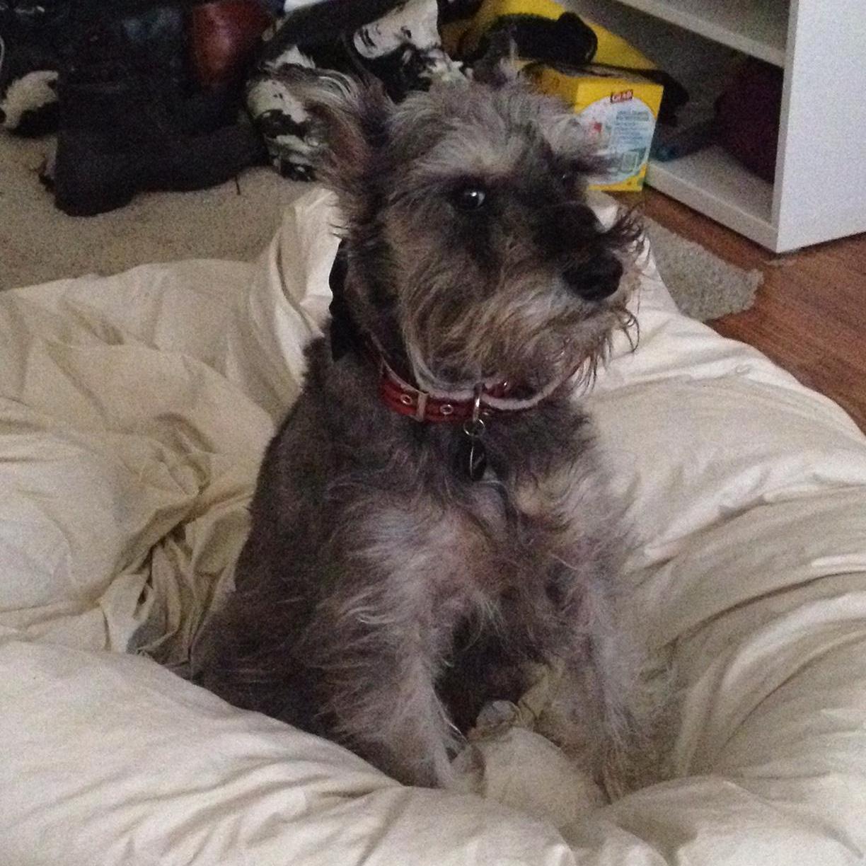 "I think I need a haircut..."