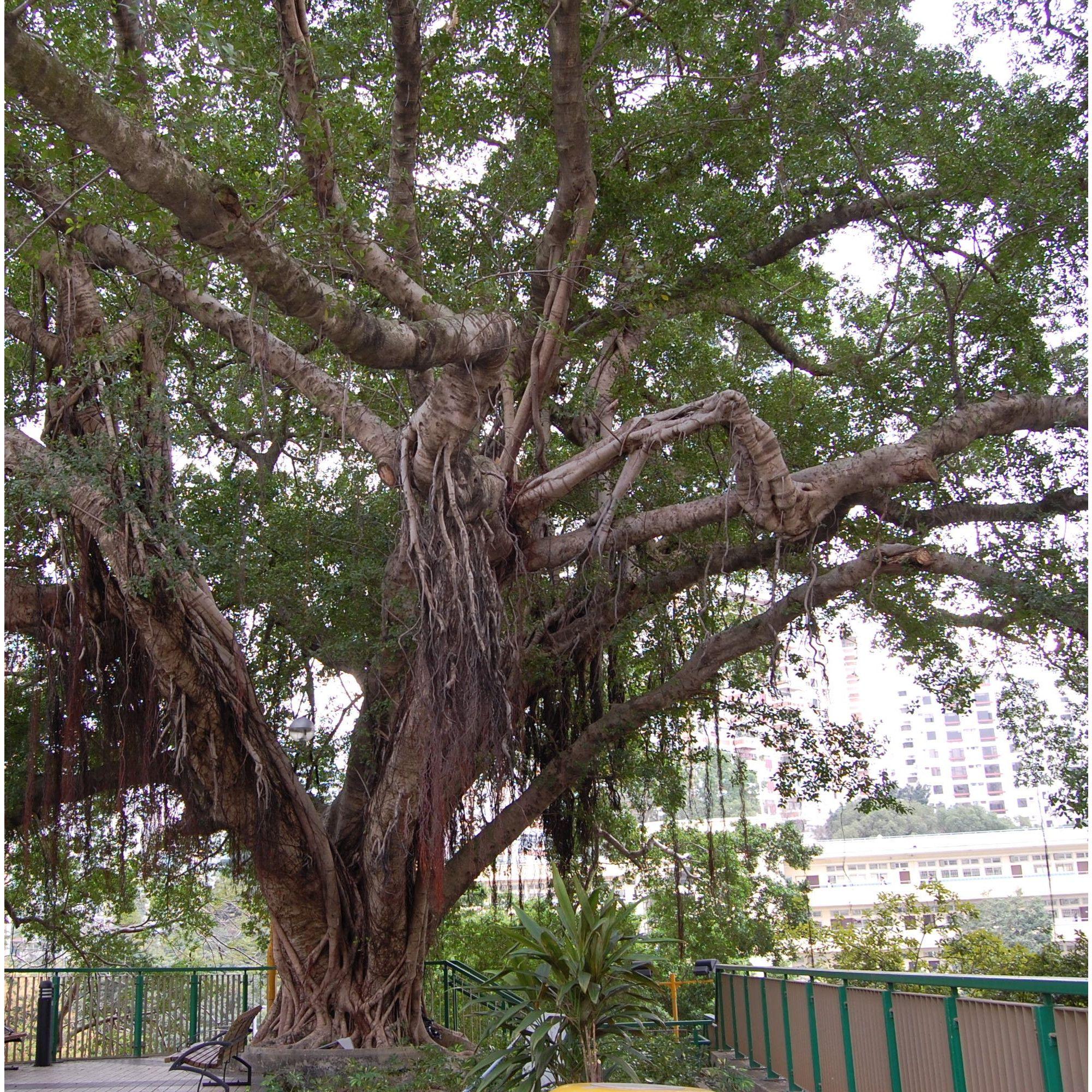 Our "love at first sight" happened in a tiny park in Hong Kong underneath this amazing Ficus Microcarpa tree.  We call it The Giving Tree.