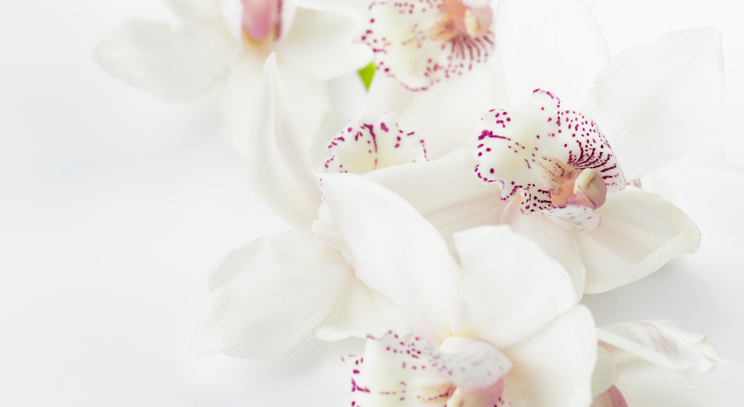 Footer image