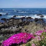 Mendocino Coast Botanical Gardens