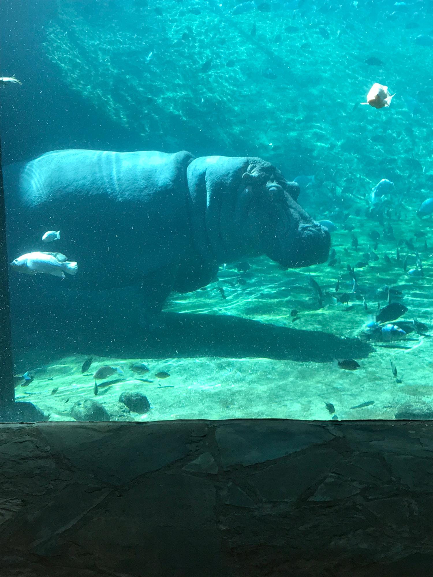 One of our first dates - Memphis Zoo!