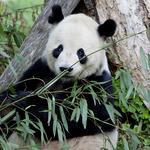 Smithsonian National Zoological Park