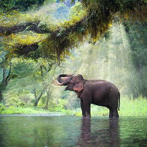 Ethical Elephant Sanctuary