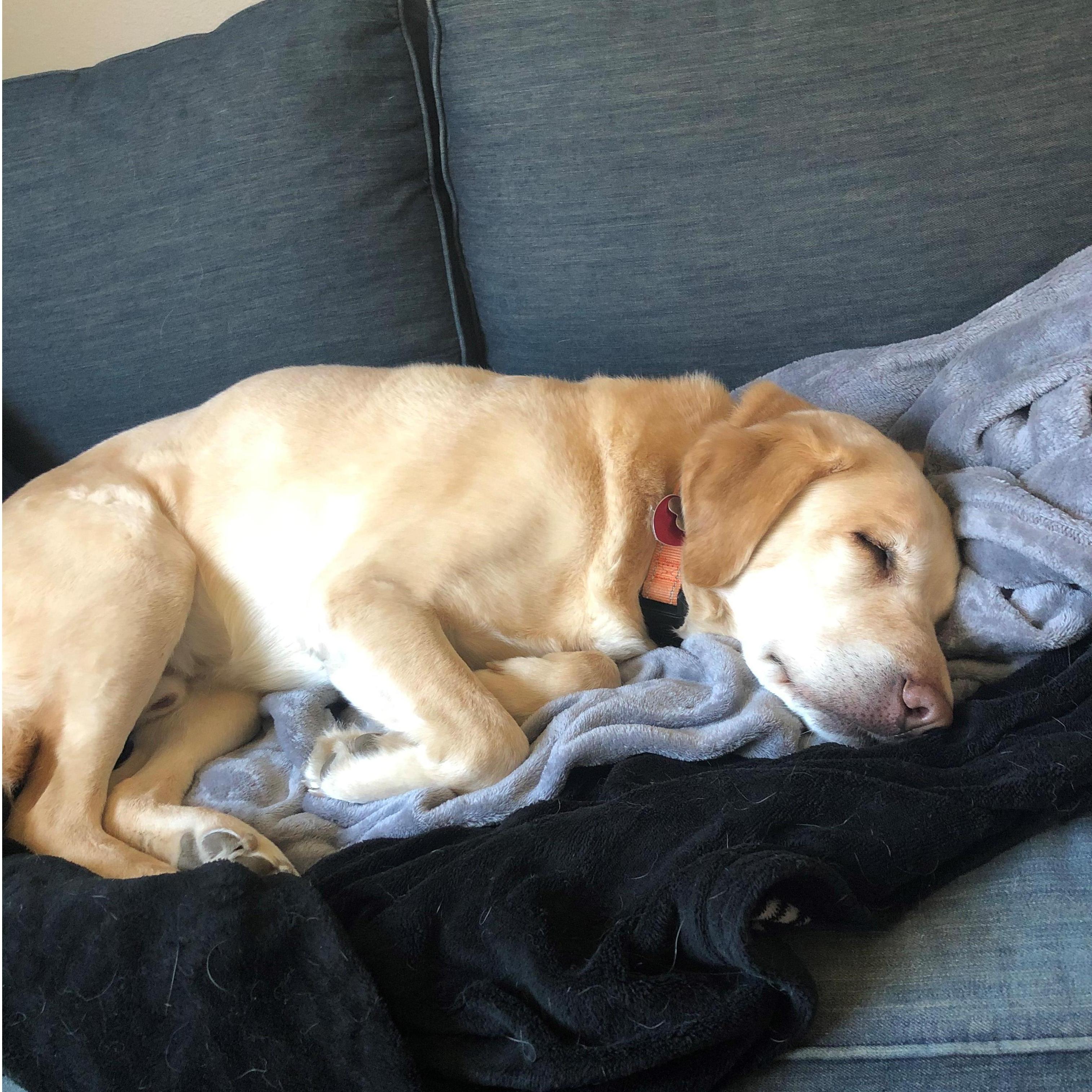 The (second) love of our lives.... Sir Henry Bartolo-fry