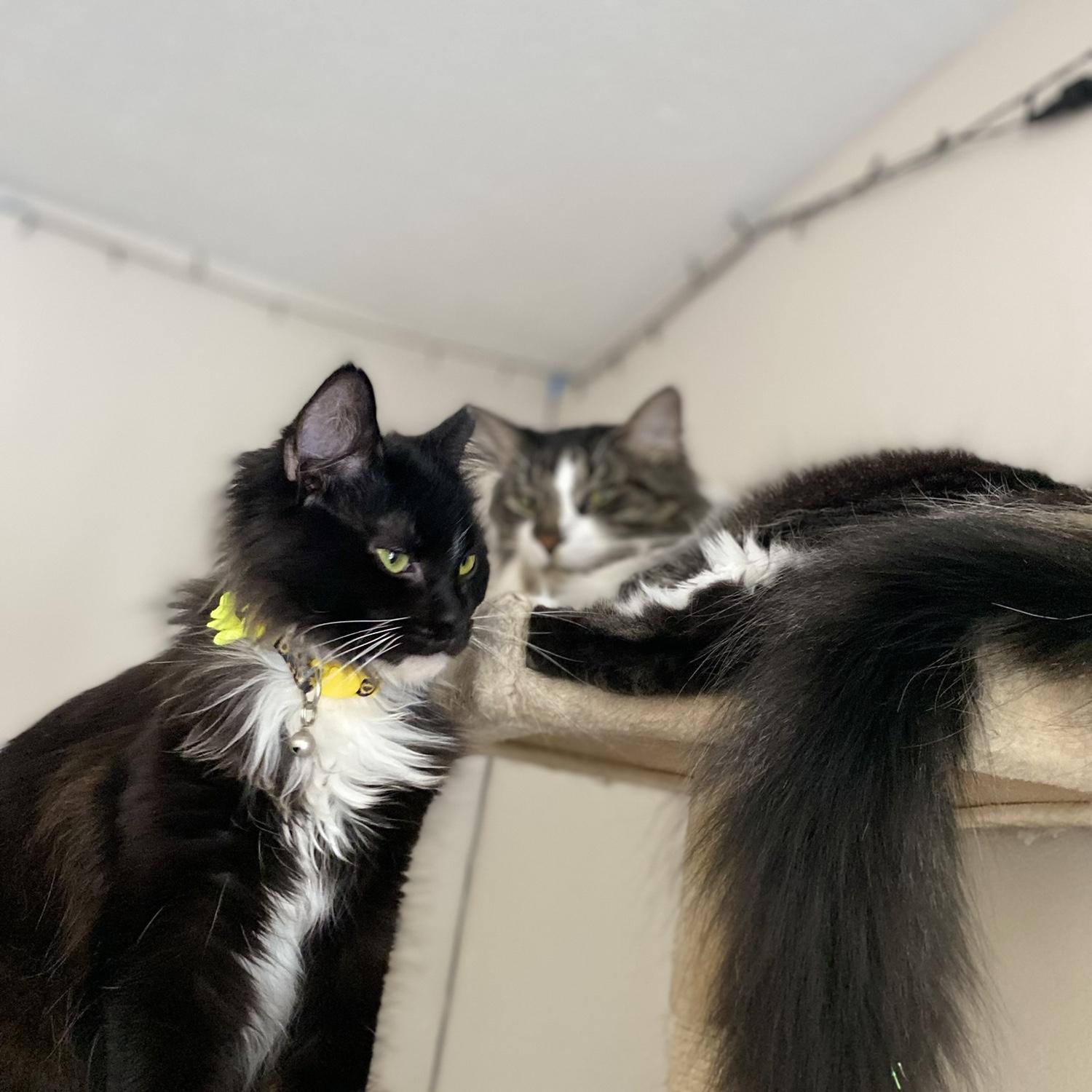 Smudge&Belle