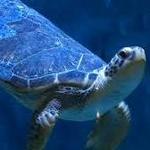 National Mississippi River Museum & Aquarium