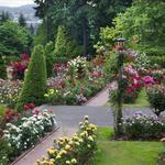 International Rose Test Garden