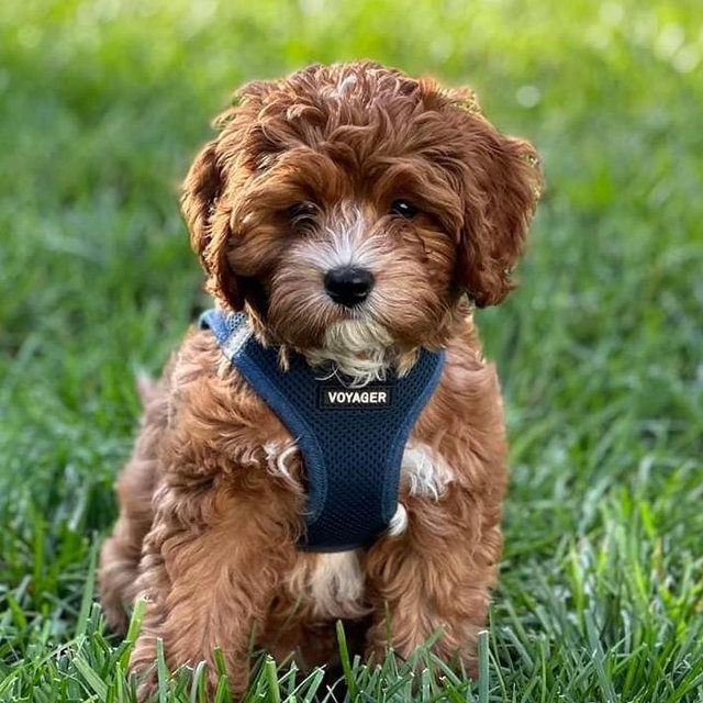 Sonny’s (Our Dog’s) Future Sibling Luna