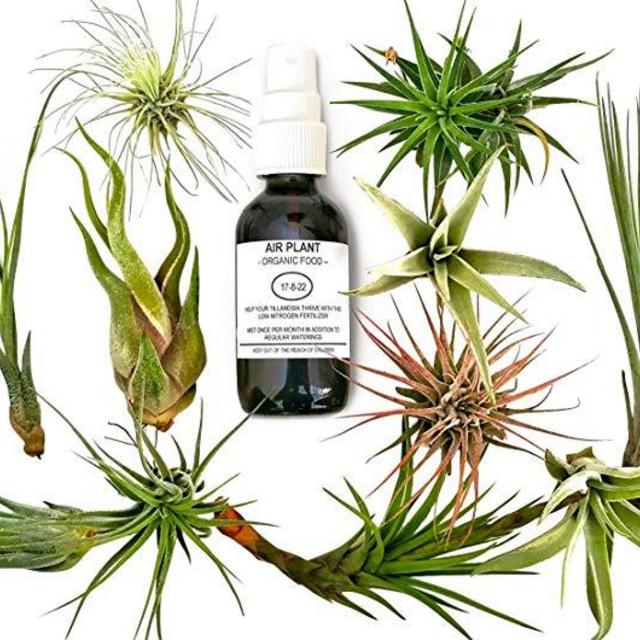 12 Pcs Tillandsia Air Plant Lot/Kit Includes 11 Plants and 1 Bottle of Organic Air Plant Fertilizer Food/Plus Gifting Box