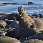Piedras Blancas Elephant Seal Rookery