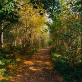 Blean Woods
