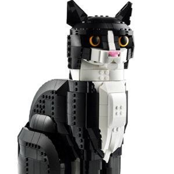 Tuxedo Cat