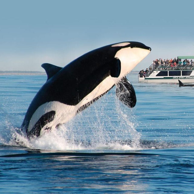 Honeymoon Whale Watching