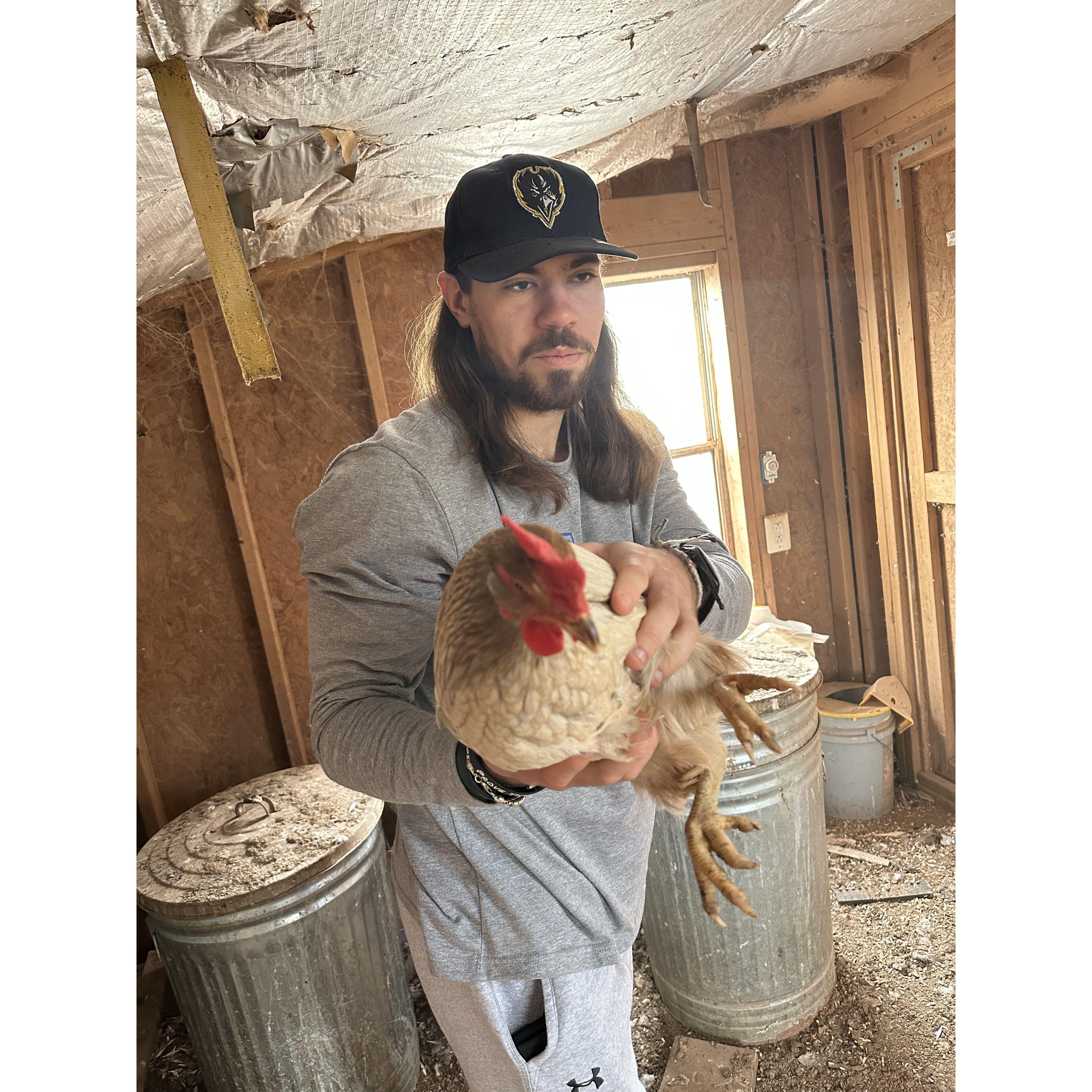 Kyle's chickens back home in Maryland