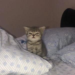 Cat Fund