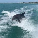 Dolphin Tour