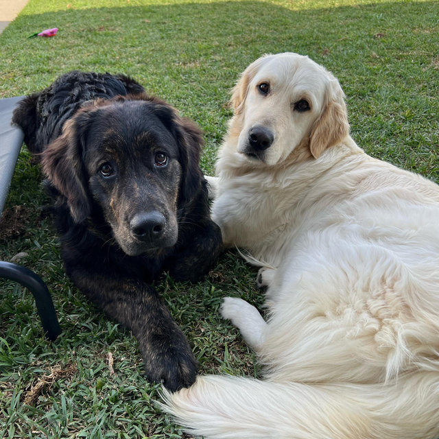 Our Pet Toy Fund