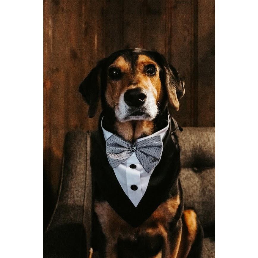 Moose is all ready for the wedding!