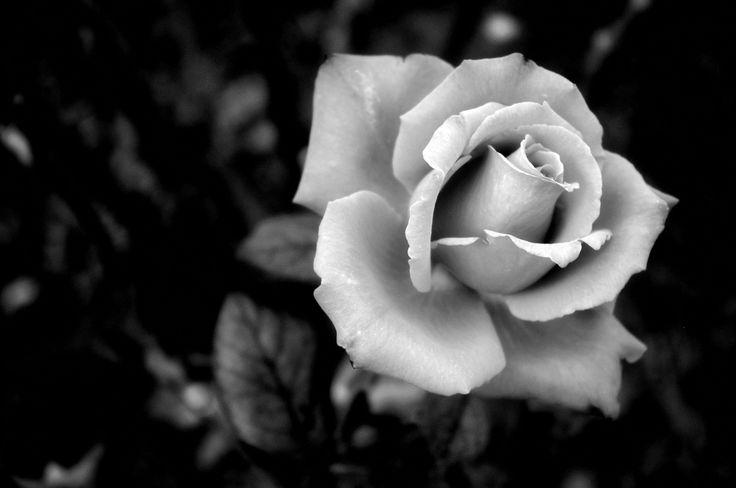 The Wedding Website of Melisa Mitchell and Dai Fowler