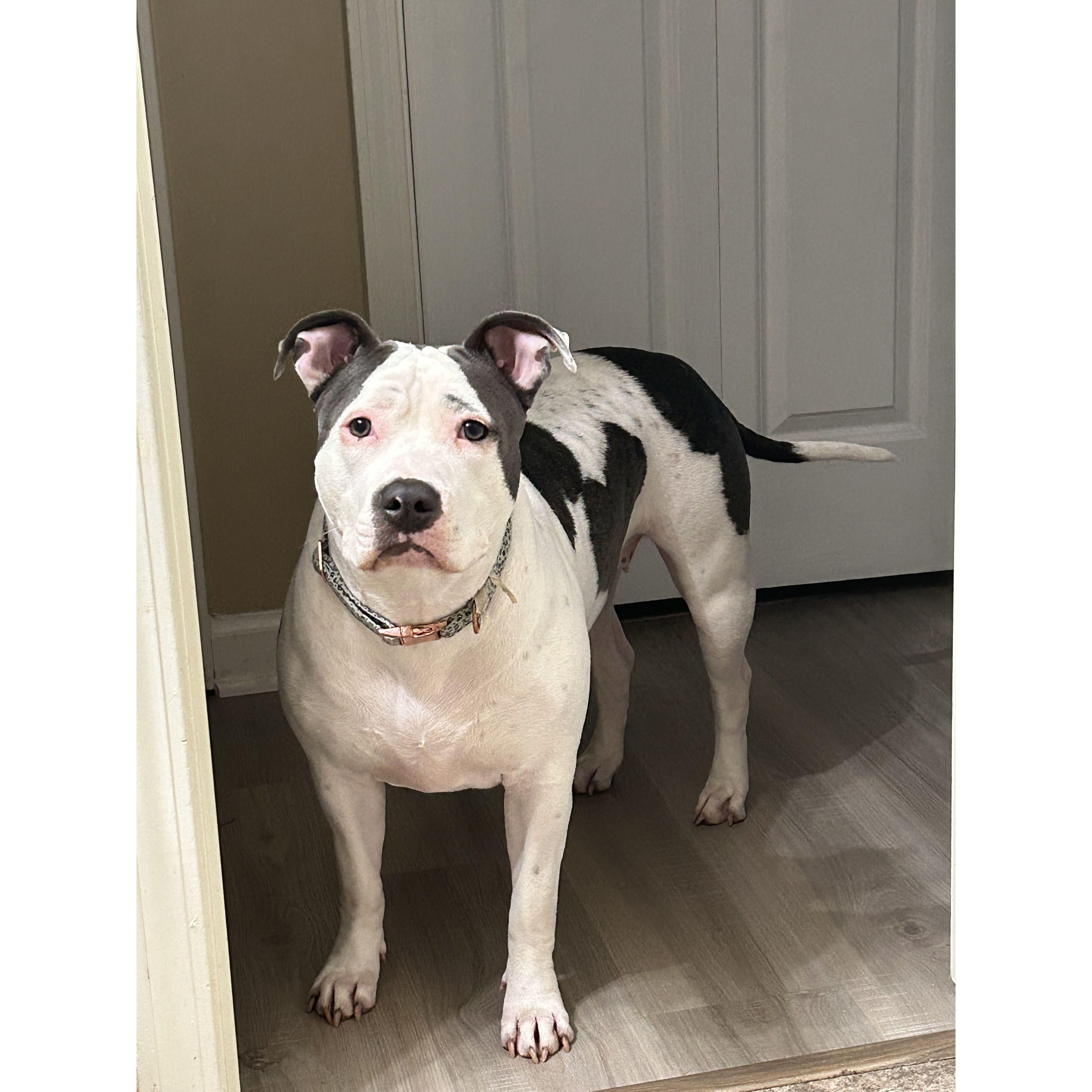Our Fur Baby
