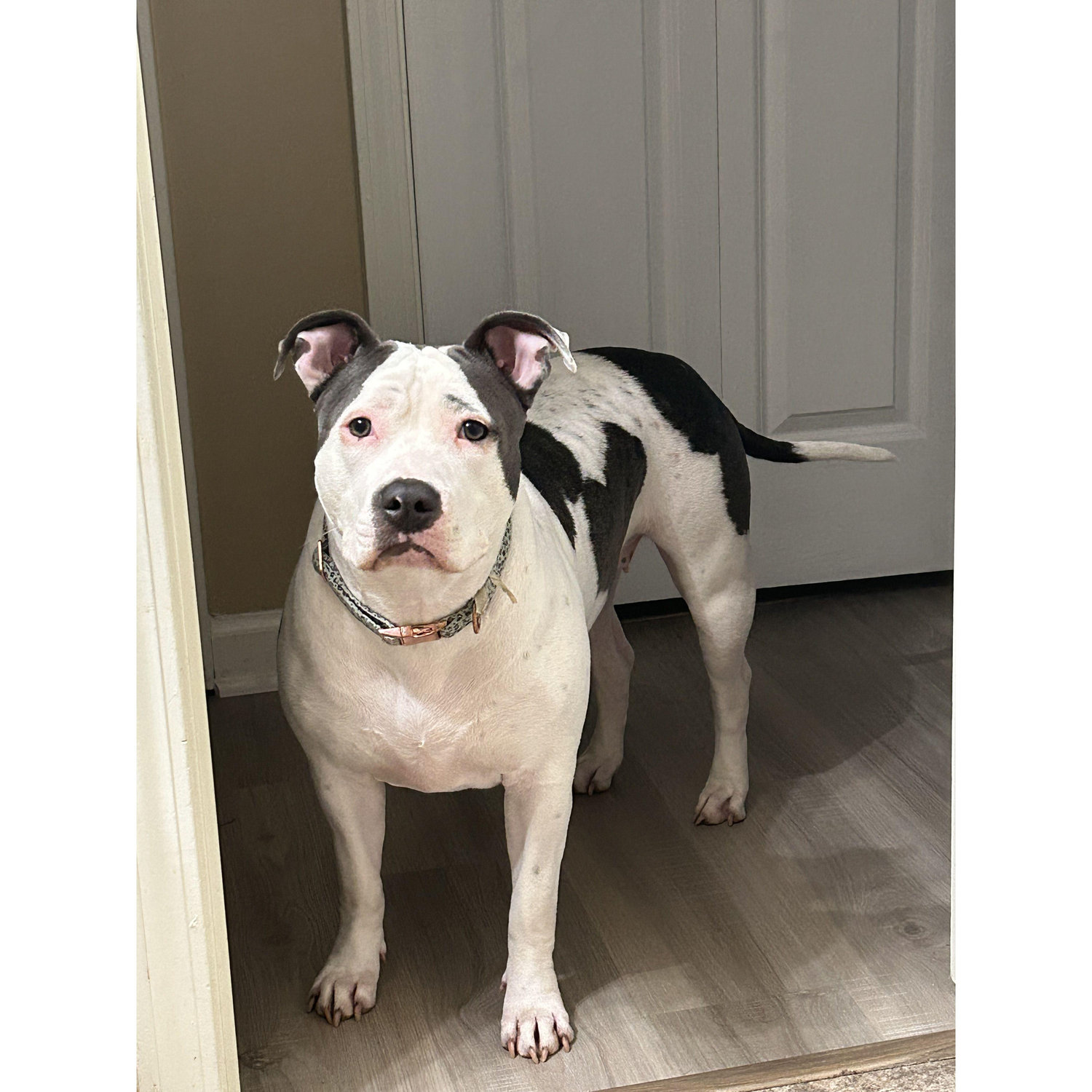 Our Fur Baby