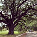 Audubon Park