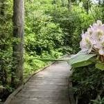 Pachaug State Forest