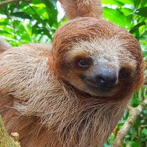 Costa Rica Sloth Discovery