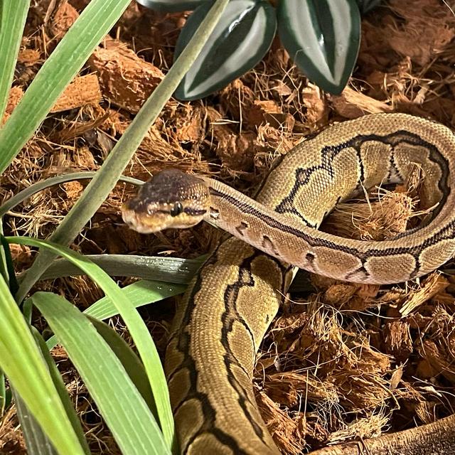 Nice enclosure for baby