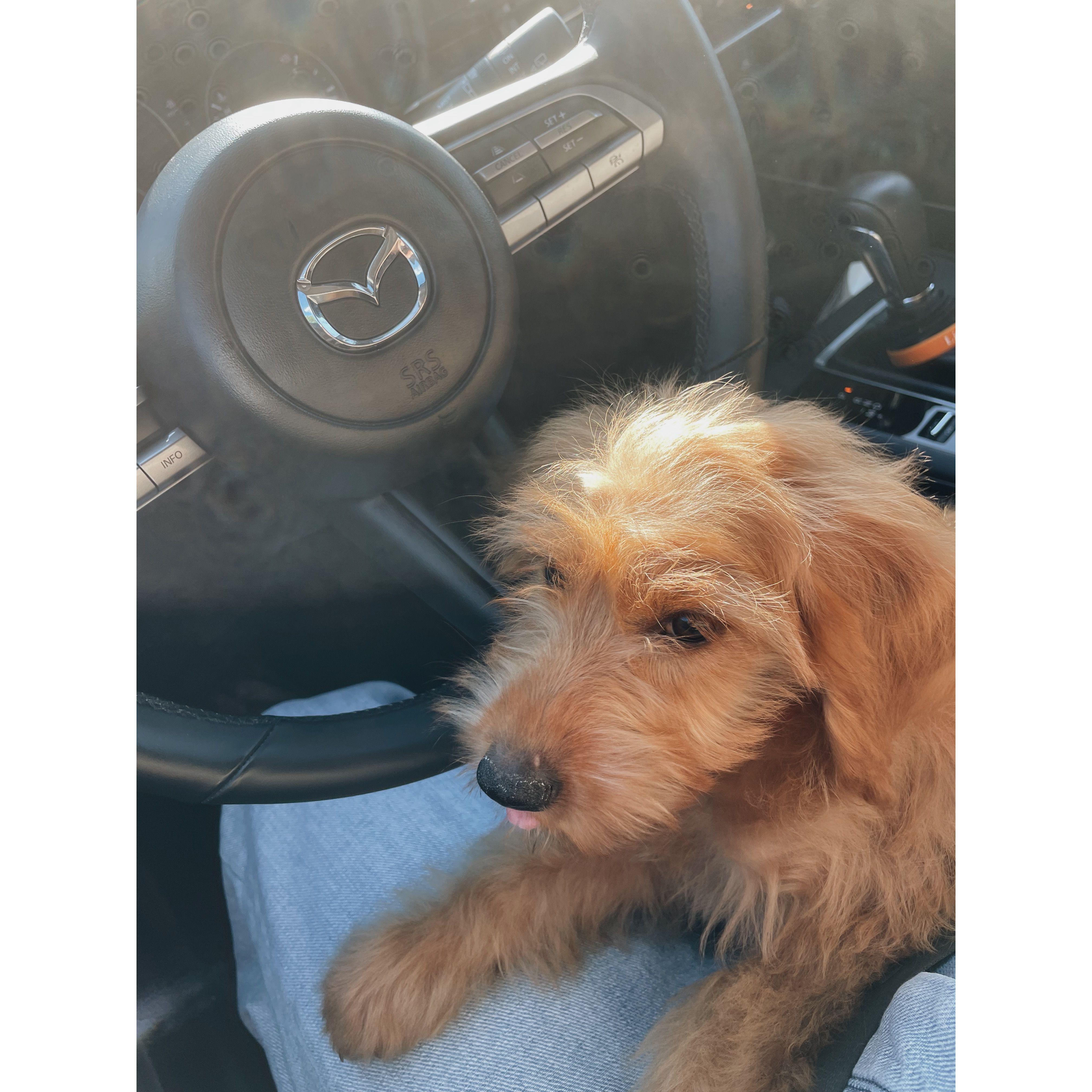 The day we got Nova