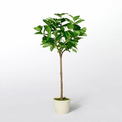 Ficus Tree - Threshold™ designed with Studio McGee