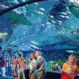 Ripley's Aquarium of the Smokies