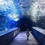 Newport Aquarium