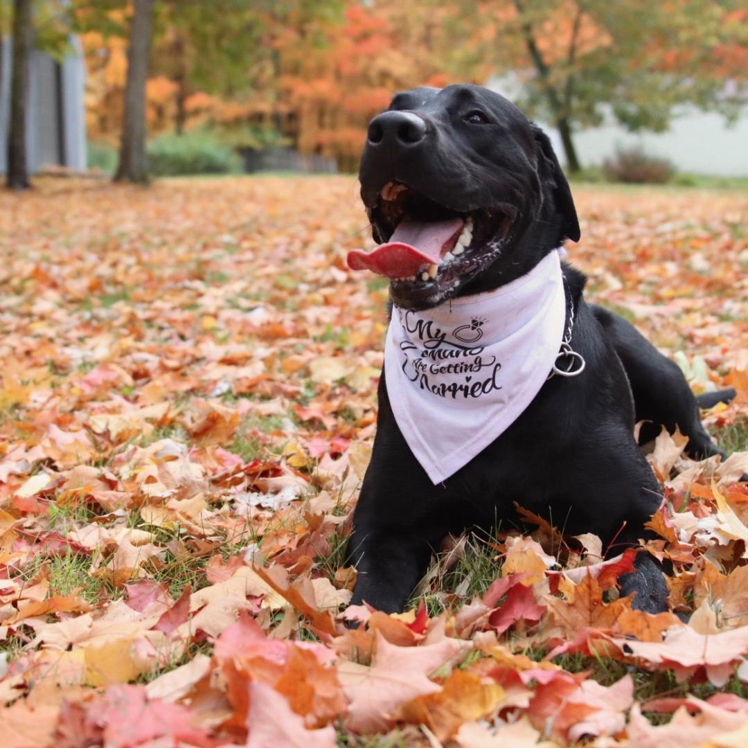 Remy is excited to be the ring bearer!