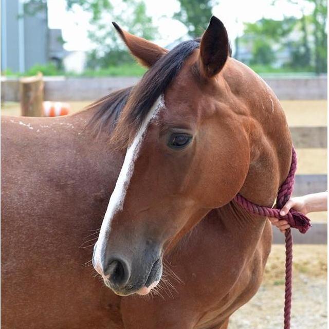 The horse that brought is together in the first place --Raphael <3