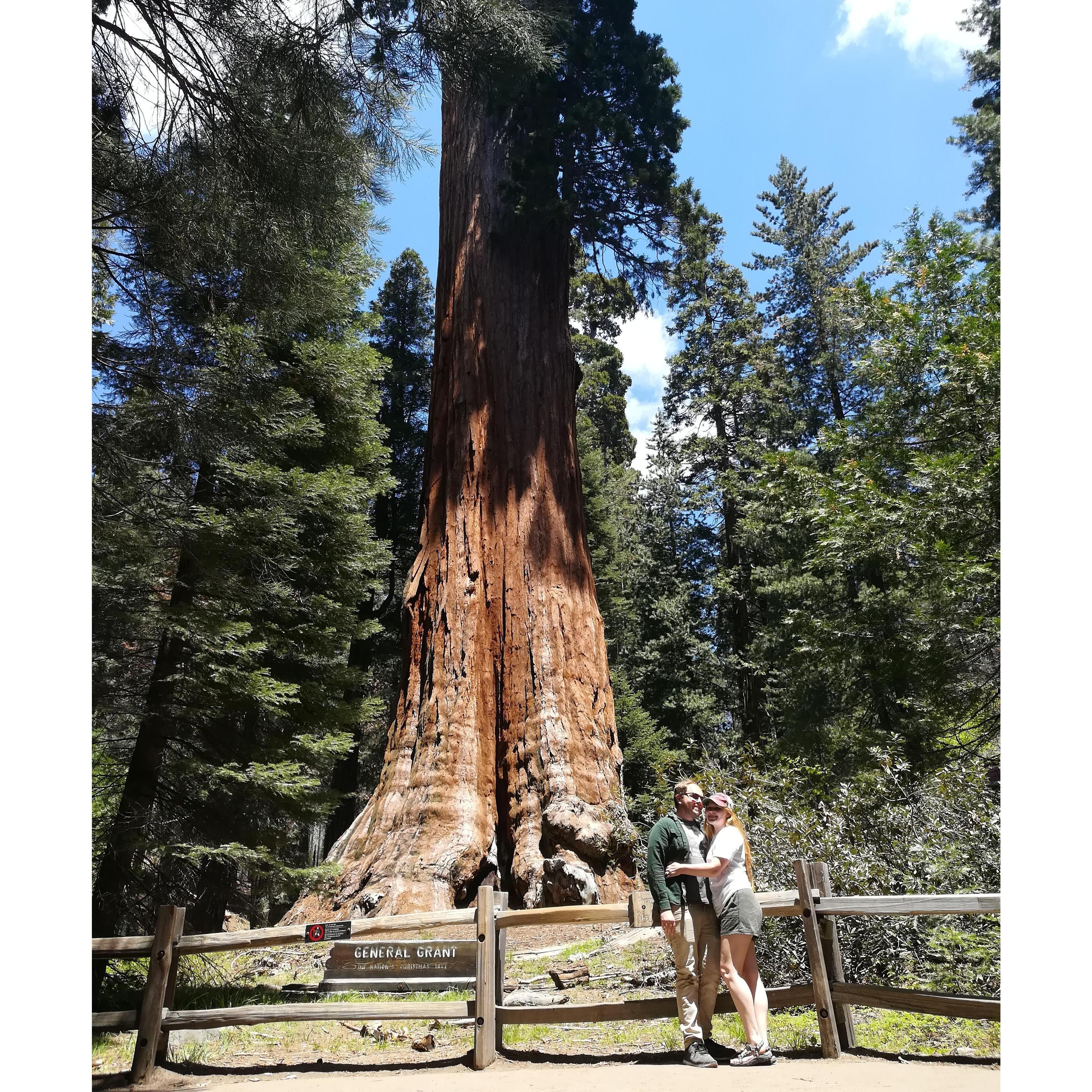 Visiting Sequoia & Kings Canyon National Parks!