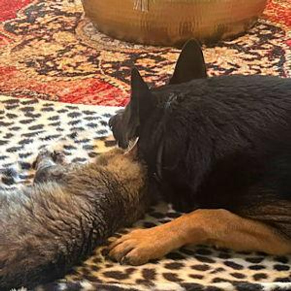 Our Fur-Baby Toy Fund
