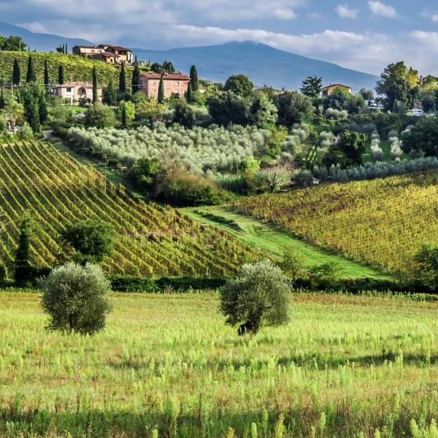 Wine-Tasting Tour in Tuscany