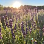 Moore Manor Lavender Farm